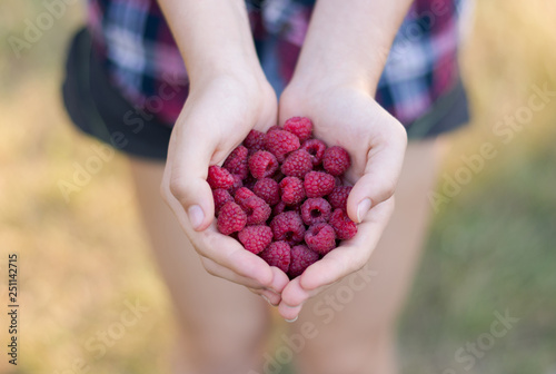 Raspberries in the palms of the girls close-up. Summer food, vitamins. Summer background.