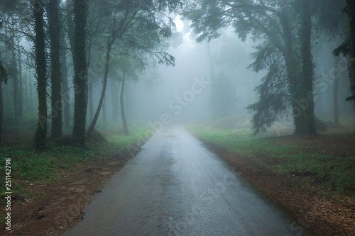 Forest covered with mist. Magic wood © nvphoto