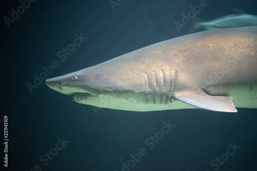 Defiant sand tiger shark in the ocean