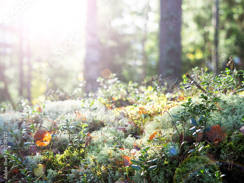 Konstfotografi Autumn coniferous forest flooded with sunlight, sunny glare