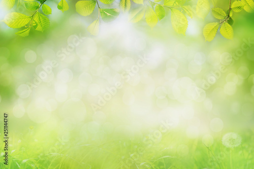 Spring nature background, green tree leaves frame