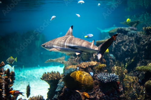Fototapeta Naklejka Na Ścianę i Meble -  Blacktip reef shark  swimming in a coral reef,