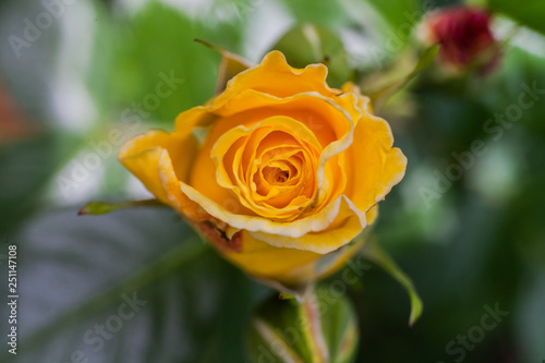 yellow rose in garden