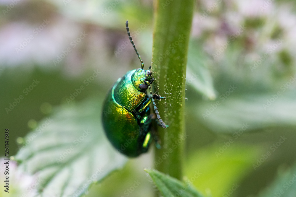 rose chafer on a plant rose chafer on a plant