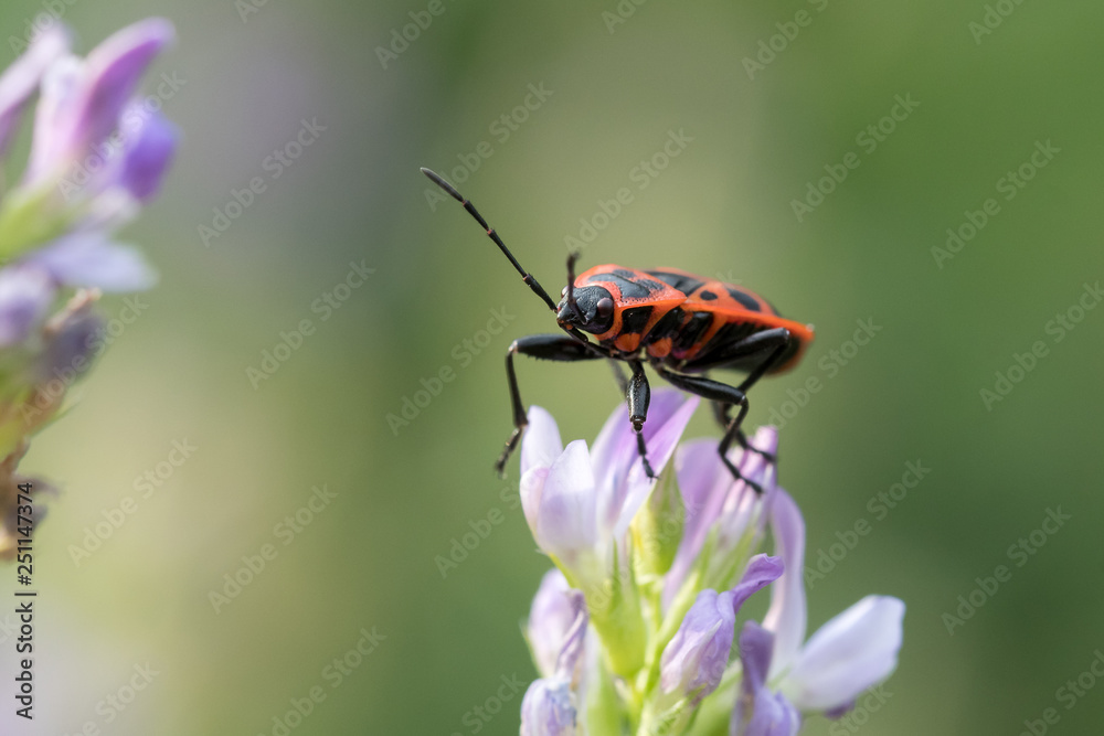 beetle on a flower beetle on a flower