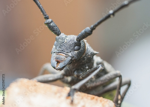 big woodcutter beetle