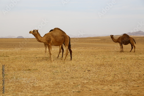  africa camels in the desert