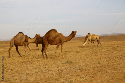  africa camels in the desert