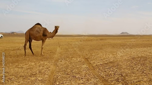  africa camels in the desert