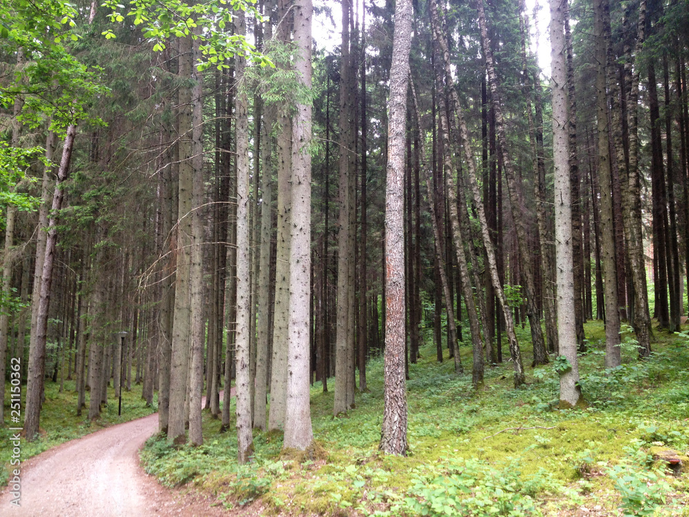 Fototapeta premium Droga leśna