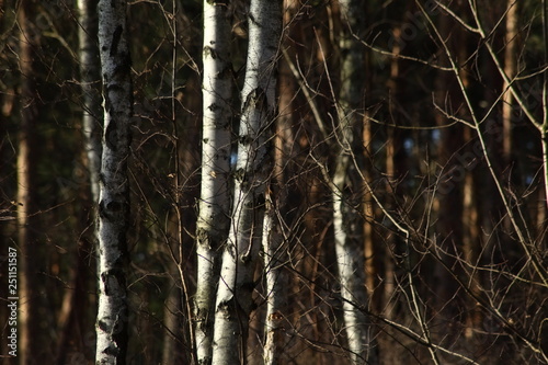 Birken im Wald © Rick