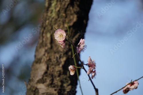 Brilliant Blooming Japanese Plum Blossoms