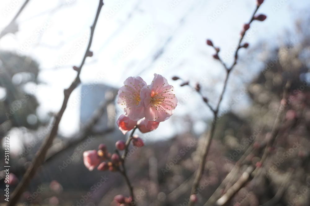 Brilliant Blooming Japanese Plum Blossoms Brilliant Blooming Japanese Plum Blossoms