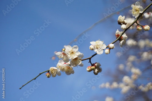 Brilliant Blooming Japanese Plum Blossoms