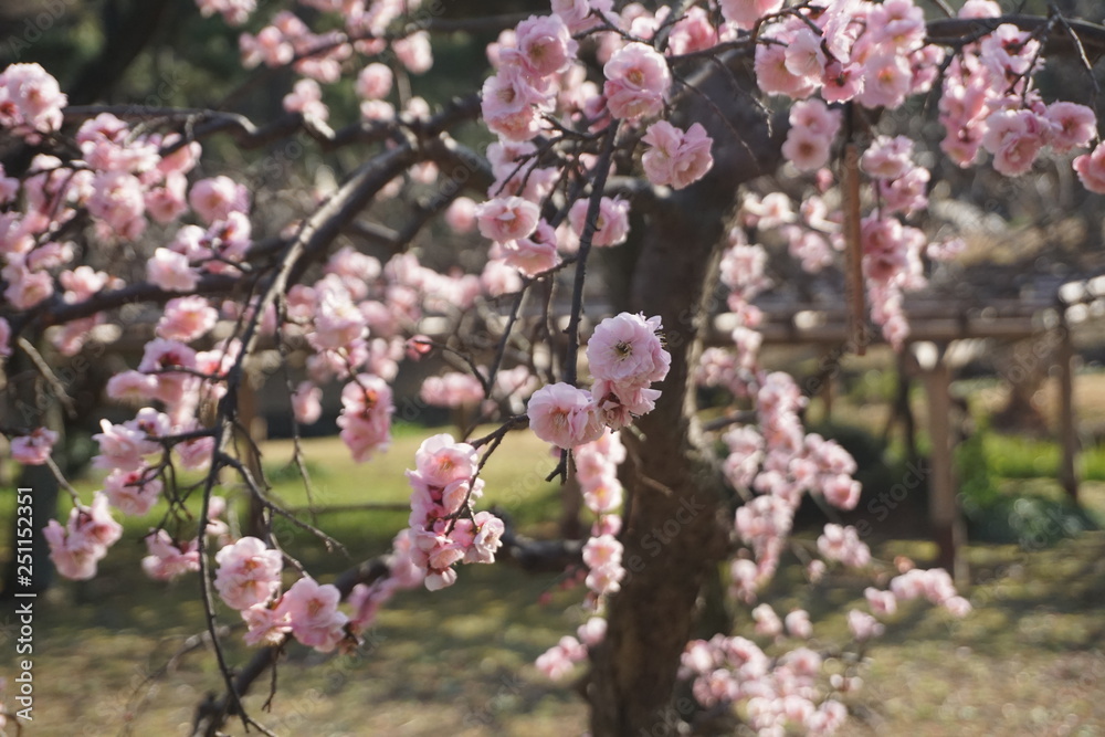 Brilliant Blooming Japanese Plum Blossoms Brilliant Blooming Japanese Plum Blossoms