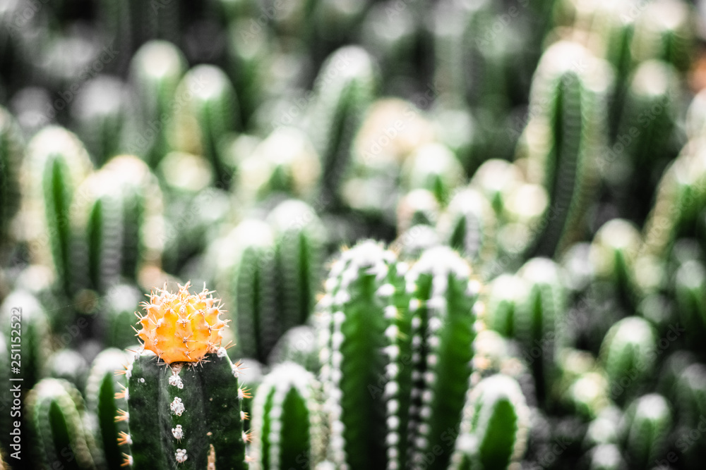  close-up yellow flower -view shot  cactus nature living environment still life concept idea background.