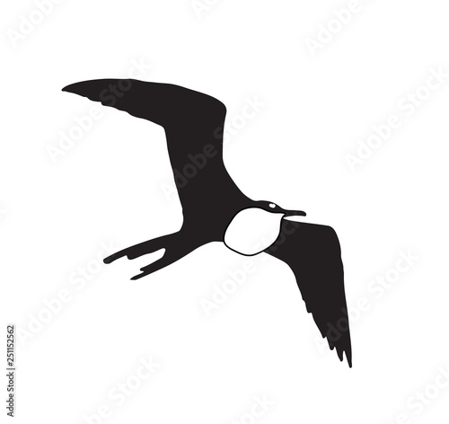 frigate bird