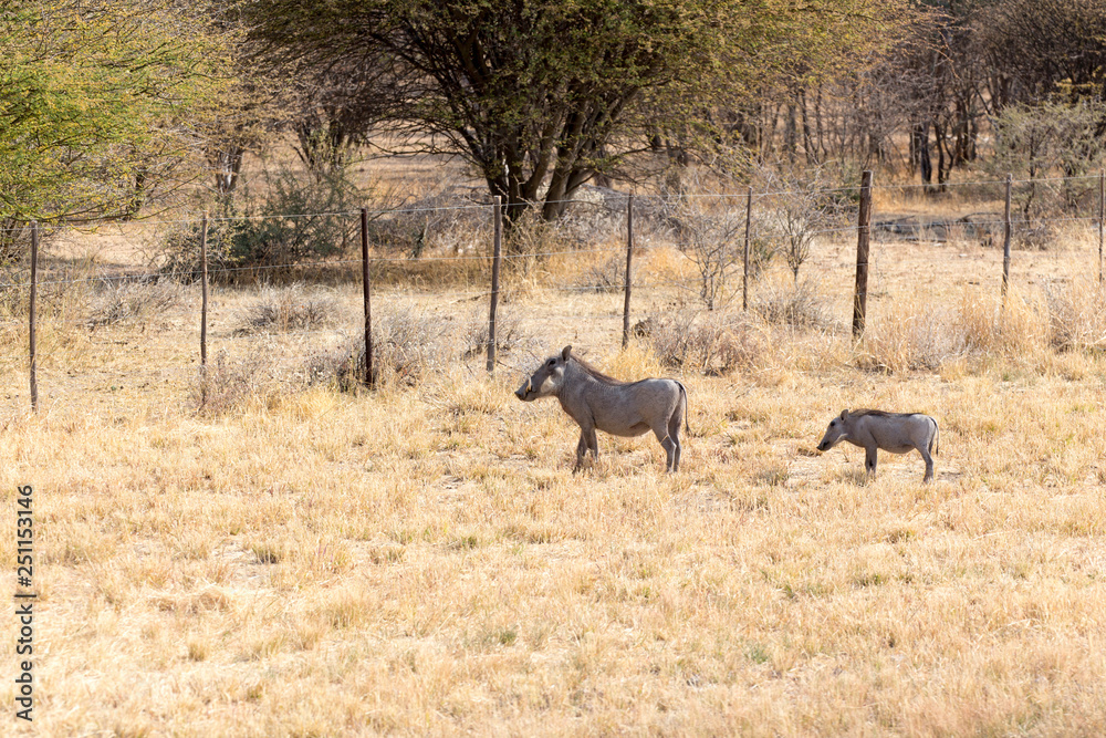 Family of wild porks in Namibia