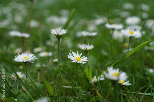 common daisy