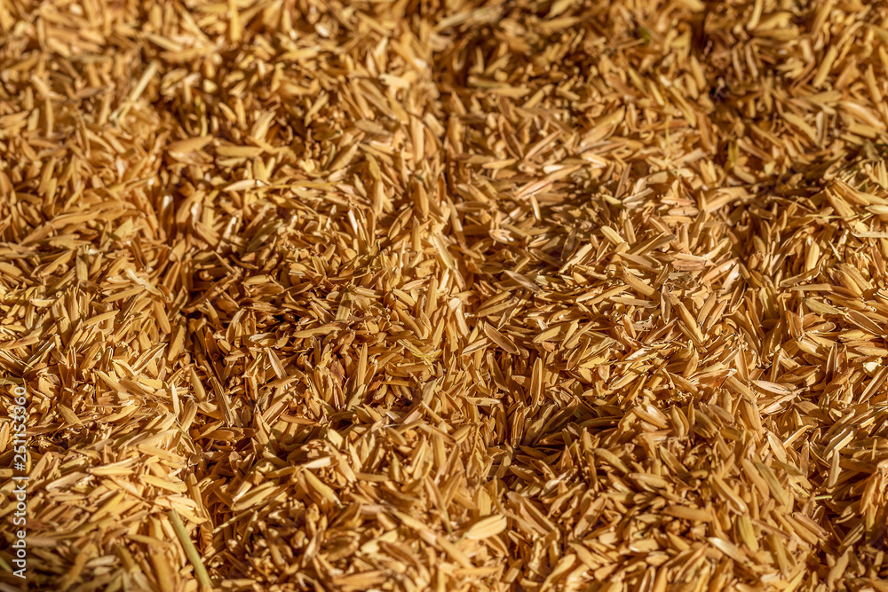 Wheat Straw background, texture, natural sunlight