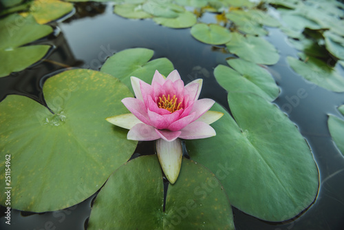 Water lily in the pond