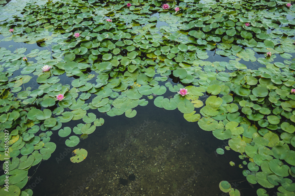 Water lily in the pond Water lily in the pond