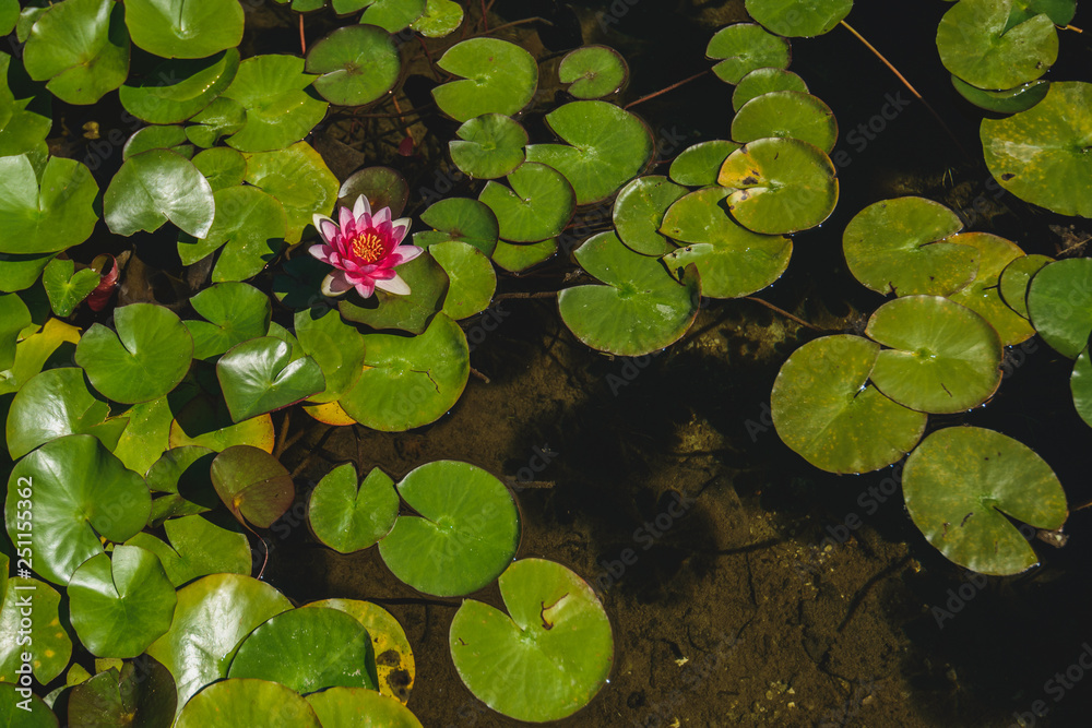 Water lily in the pond Water lily in the pond