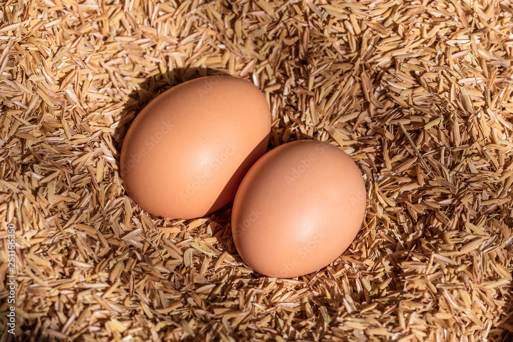 Fresh Chicken Eggs in the nest