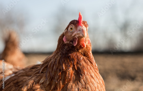 Close up portrait (blurred background) of brown hen in the garden on sunny day. Beautiful hen with  pretty eyes looking and posing to camera on barnyard. Chicken resting on the meadow at sunset.