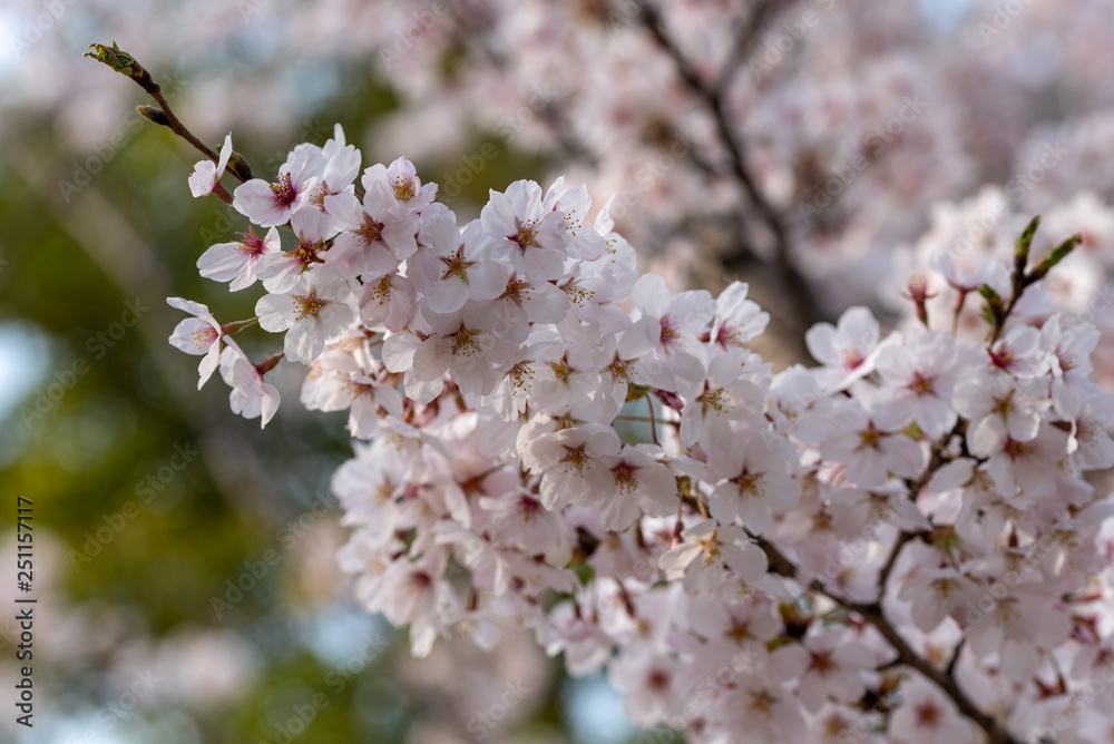 Cherry blossoms, Sakura
