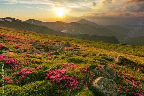 Flowering of Carpathian rhododendron on the Ukrainian mountain slopes overlooking the summits of Hoverla and Petros with a fantastic morning and evening sky with colorful clouds.