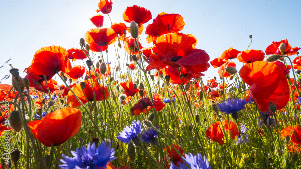 Obraz premium blooming poppies up to the blue sky