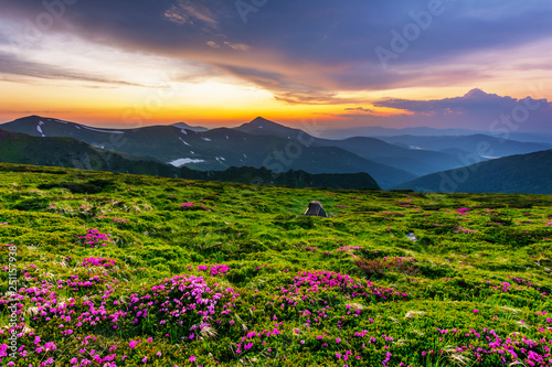 Flowering of Carpathian rhododendron on the Ukrainian mountain slopes overlooking the summits of Hoverla and Petros with a fantastic morning and evening sky with colorful clouds.