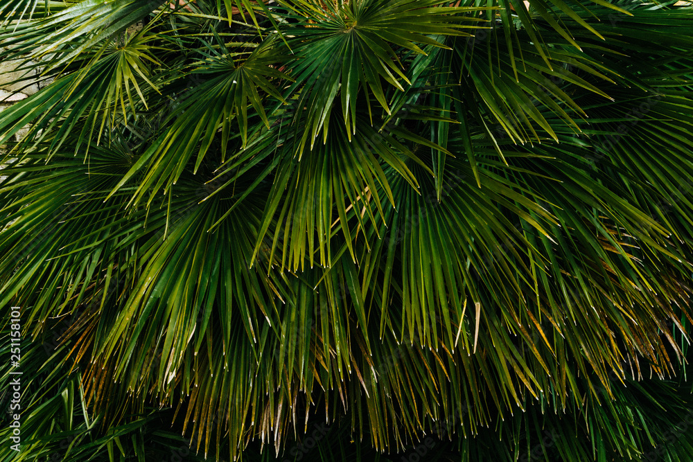 Fototapeta premium Palm leaves