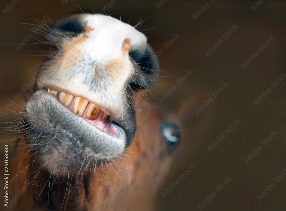 Funny horse portrait. Grimace, grinning horse mouth and teeth, close-up Funny horse portrait. Grimace, grinning horse mouth and teeth, close-up