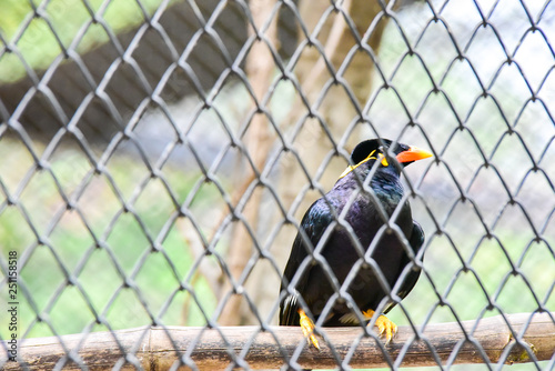 Chai nat Thailand December 26 2019 see birds at Chai NAT Bird Park is a place of chainat province. Bird cage is the biggest in Asia, covering an area of 26 hectares and contains various species birds. photo