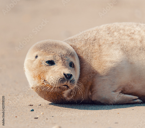 Young atlantic Harbor seal, Phoca vitulina, detail portrait, at the beach of island Helgoland, Dune, Germany in spring