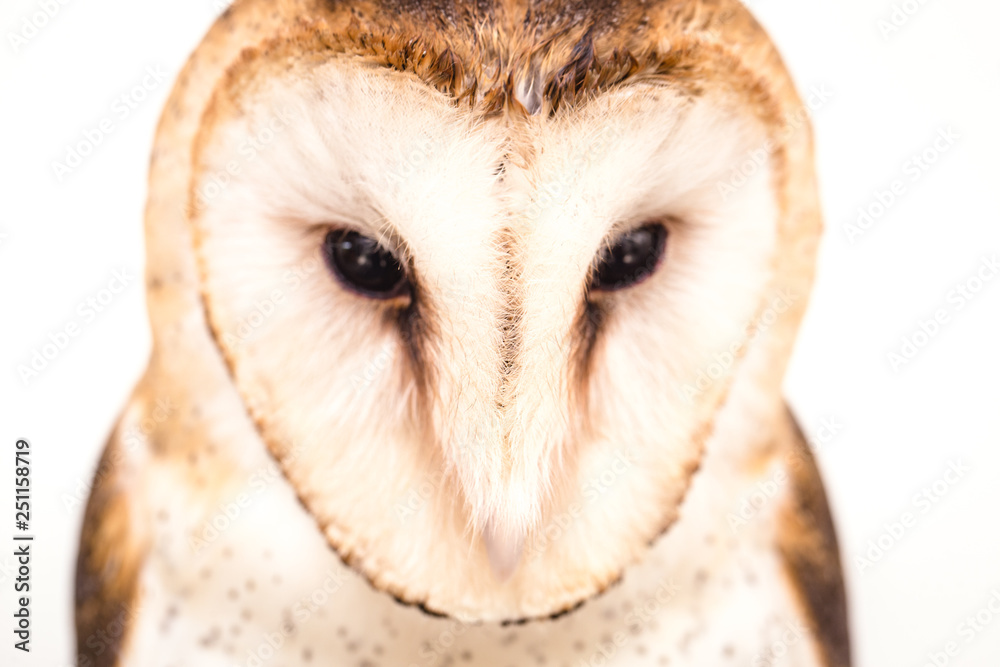 Fototapeta premium Owl face in high resolution, owl isolated.