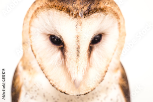 Owl face in high resolution, owl isolated. © RHJ
