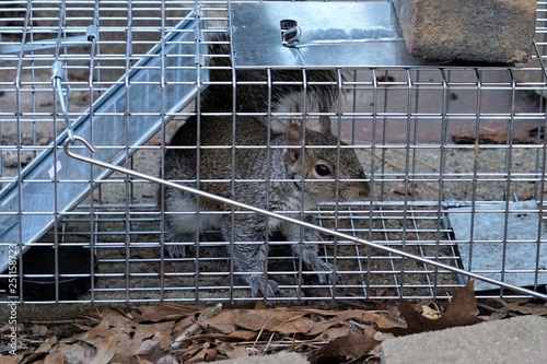 Photography Squirrel caught in a live trap