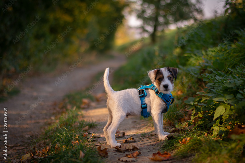 Cute Parson Russell Terrier Puppy in Autumn