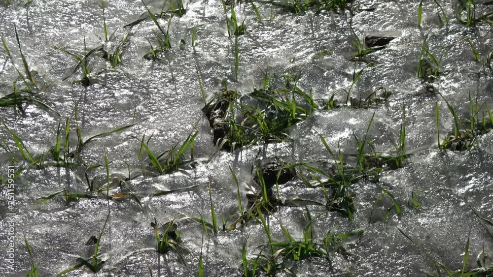 Frozen in spring ice crop wheat sprouts after wintering in wind, agriculture background Frozen in spring ice crop wheat sprouts after wintering in wind, agriculture background