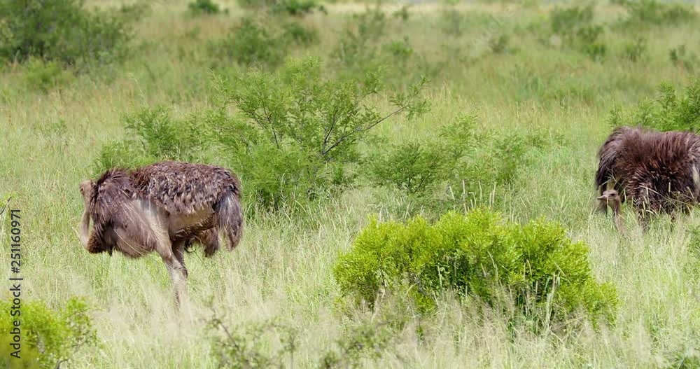 Ostrich in the savannah, park kruger south africa Ostrich in the savannah, park kruger south africa