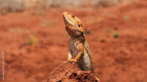 australian iguana taking a sunbath