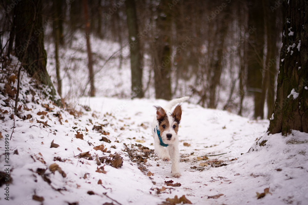 Parson Russell Terrier Puppy playing in the snow