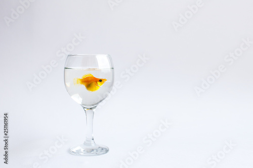 Goldfish alone swims in a glass wine glass