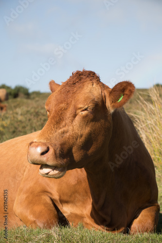 une vache 
