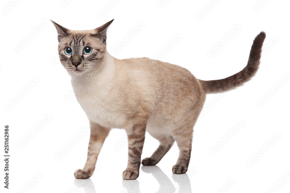 adorable burmese cat standing and looking to side adorable burmese cat standing and looking to side