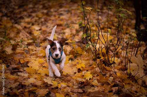Parson Russell Terrier Puppy in Autumn