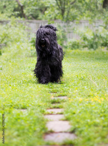 dog in green grass